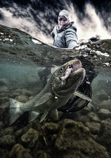 Amazing underwater shots! - Drowning Worms Fly Fishing Photography, Trout Fishing Tips, Big Teeth, Fishing Photography, Fly Fishing Tips, Fishing Pictures, Fly Fisherman, Wow Art, Sport Fishing