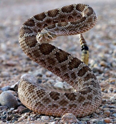 Prairie Rattlesnake Spiders And Snakes, Poisonous Snakes, Cool Snakes, Snake Venom, Snake Art, Reptile Snakes, Beautiful Snakes, Snake Tattoo, Crocodiles