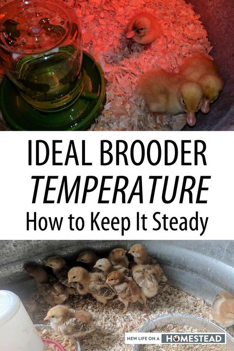 Maintaining an ideal temperature in the brooder is important for your chicks' and ducklings' well-being. #chickens #livestock Olive Egger Chicken, Urban Chicken Farming, Chicken Brooder, Best Egg Laying Chickens, Raising Quail, Raising Ducks, Day Old Chicks, Urban Chickens, Chicken Health