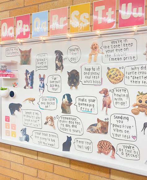 State testing ready✏️🦋🩷 My 3rd graders have been working so hard to prepare for the next two weeks of testing and I can’t wait to cheer them on! Last week I asked parents to send me pictures of my students’ pets or stuffed animals to help create this motivational mural in our classroom. I did this last year and the responses from both the kids and parents have now made it an absolute must! Good luck to all of those state testing in the upcoming weeks🌟 We’ve got this! #backtoschool #educ... Motivational Mural, Teaching Classroom Decor, Class Pet, Classroom Lesson Plans, Future Job, State Testing, Classroom Teacher, Future Jobs, Lesson Planning