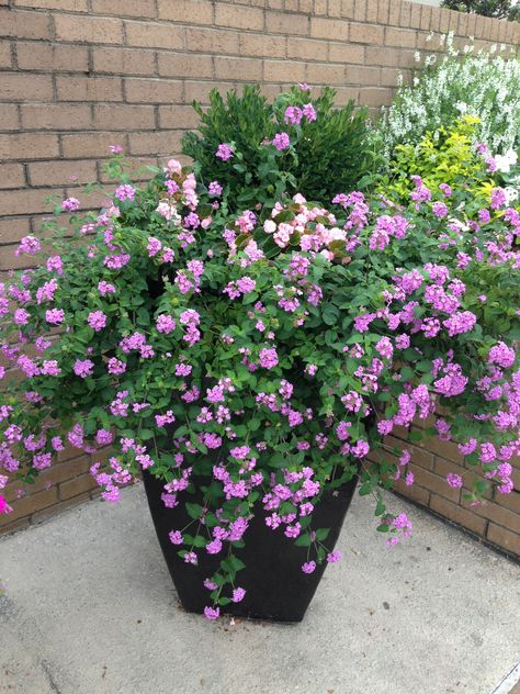 This lavender lantana trails. www.nscapes.net Trailing Lantana, Purple Lantana, Lantana Camara, Purple And White Flowers, Patio Pots, Hummingbird Garden, Coastal Gardens, Garden Containers, Desert Plants