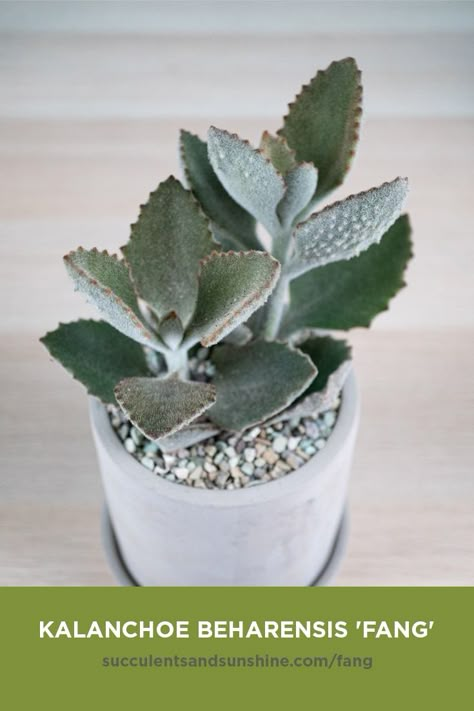 Kalanchoe Beharensis, Garden Beds Diy, Cactus Names, Tall Succulents, Lithops Succulents, Succulent Names, Kaktus Dan Sukulen, Green Succulents, Beds Diy