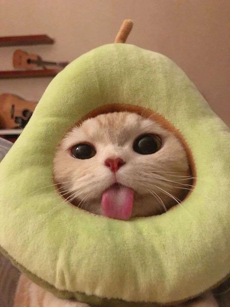 Why Do Cats Stick Out Their Tongue? Wallpaper Gatos, Cute Small Animals, Silly Cats Pictures, Cute Cats Photos, Cat Icon, Cute Animals Images, Cat Aesthetic, Cute Animal Photos