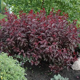 Click to view a full-size photo of Purpleleaf Sandcherry (Prunus x cistena) at Minor's Garden Center Purple Leaf Sand Cherry, Yucca Filamentosa, Garden Shrubs, Low Maintenance Garden, Gardening For Beginners, Trees And Shrubs, Urban Garden, Yard Landscaping, Garden Planning