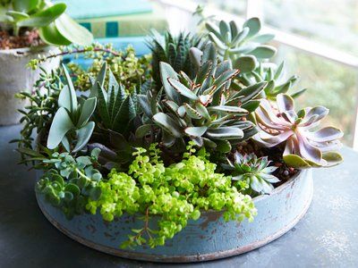 Shallow Pot Plants, Shallow Planters, How To Water Succulents, Succulent Bowls, Succulent Landscape Design, Simple Garden, Succulent Landscaping, Propagating Succulents, Succulents Plants