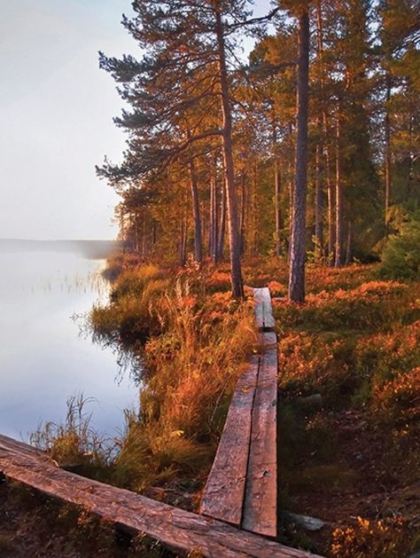 Nordic lifestyle - the ingredients of healthier and happier living - Honka Scandinavian Photography, Nordic Lifestyle Aesthetic, Scandinavian Autumn, Sweden Lifestyle, Nordic Nature, Finland Lifestyle, Scandinavian Nature Aesthetic, Swedish Forest Aesthetic, Nordic Landscape Photography