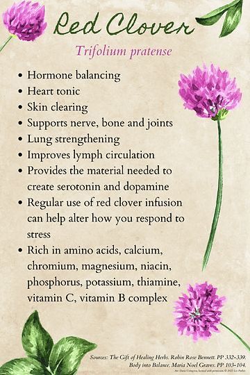 Crimson Clover Benefits, Red Clover Witchcraft, Red Clover Magical Properties, Red Clover Benefits, Herbs With Antibiotic Properties, Medicinal Herbs Remedies, Herbal Medicine Recipes, Herbal Tea Garden, Herbal Education