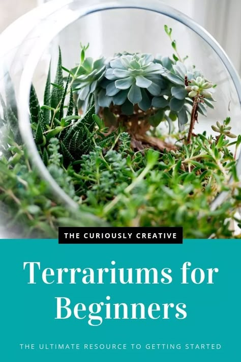 Terrarium For Beginners, Making A Terrarium, Best Terrarium Plants, Terrariums Diy, Modern Terrarium, Build A Terrarium, Open Terrariums, Diy Succulent Terrarium, Beautiful Terrariums