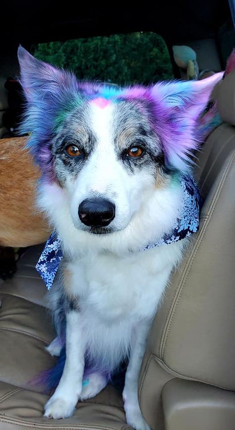 Dog Hair Dye Ideas, Dyed Dogs, Dog Hair Dye, Dog Dye, Grooming Ideas, Service Dogs Gear, Creative Grooming, Hair Dye Ideas, Grooming Style