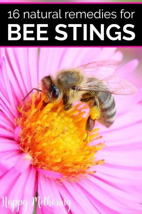 Bee Sting Remedies, Bee Sting Swelling, Bee Sting Relief, Essential Oils For Allergies, Oils For Allergies, Remedies For Bee Stings, Drawing Salve, Natural Antihistamine, Sting Relief