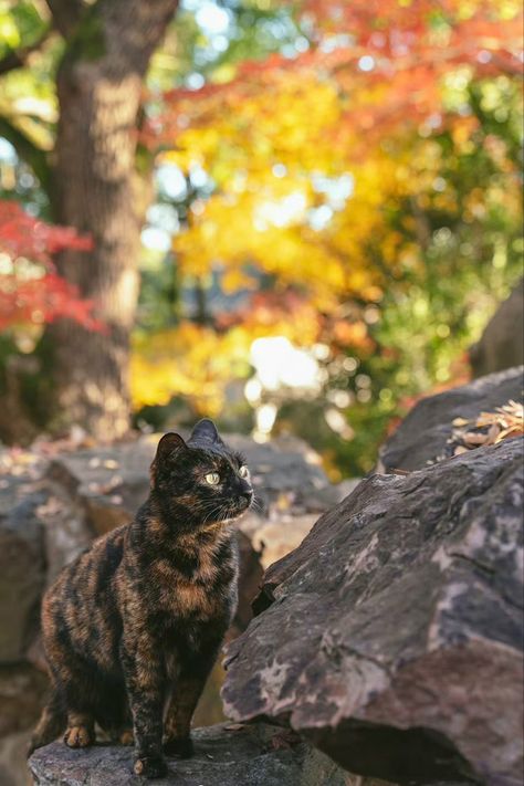 Tortoishell Cat Aesthetic, Tortoise Shell Cat Aesthetic, Tortie Cat Aesthetic, Tortishell Cat Aesthetic, Warriors Aesthetic, Autumn Cats, Tortoiseshell Cats, All Cat Breeds, Comedy Wildlife Photography