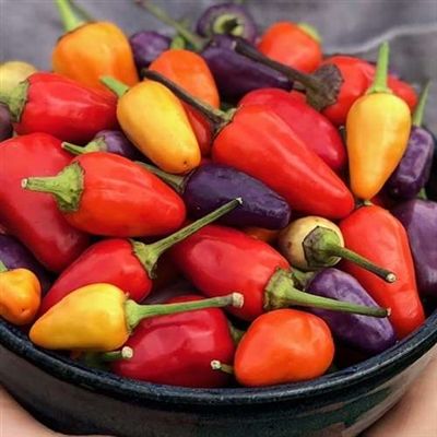 Fruition Seeds, Northeast breed seeds Lavender Orange, Pepper Seeds, Hot Pepper, Cream Yellow, Colors Purple, Purple Lavender, Orange Cream, Stuffed Hot Peppers, Non Gmo