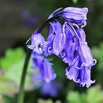 Spanish Flowers, Bluebell Flowers, English Bluebells, Witchy Garden, Crocus Bulbs, Blue Bell Flowers, Flowers Easy, Flower Bulbs, Dug Up