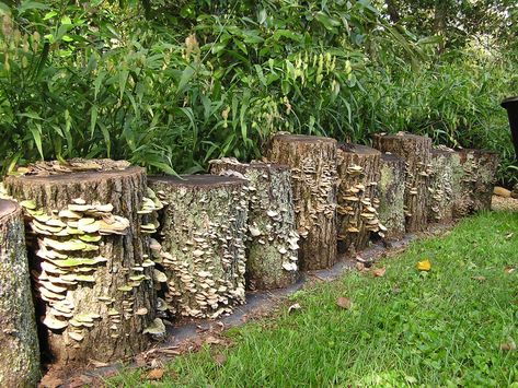 Another Way to Edge Your Native Plantings | Tennessee Smart Yards Native Plants Using Logs In Landscaping, Log Landscaping, Wooded Backyard Ideas, Native Plant Garden, Gardening Magazine, Fine Gardening Magazine, Rusty Garden, Garden Whimsy, Fine Gardening