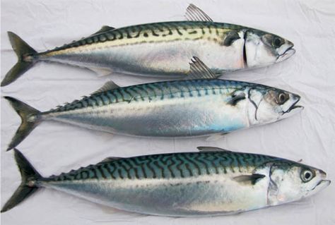 14 Healthiest & Best Fish to Eat (and 7 to Absolutely Steer Clear of) Seafood Photoshoot, Best Fish To Eat, Fresh Fish Photography, Healthiest Fish, Atlantic Mackerel, Fish To Eat, Fish Photography, Mackerel Fish, Spanish Mackerel