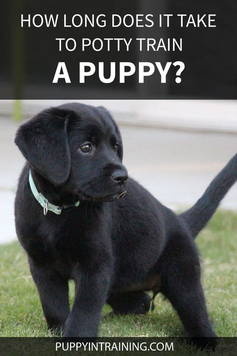 How Long Does It Take To Potty Train A Puppy? - Puppy In Training How To Train A Puppy To Pee Outside, Training A Lab Puppy, Lab Puppy Training, 8 Week Old Puppy, Train A Puppy, House Training Puppies, Dog Potty Training, Potty Train, Dog Training Treats