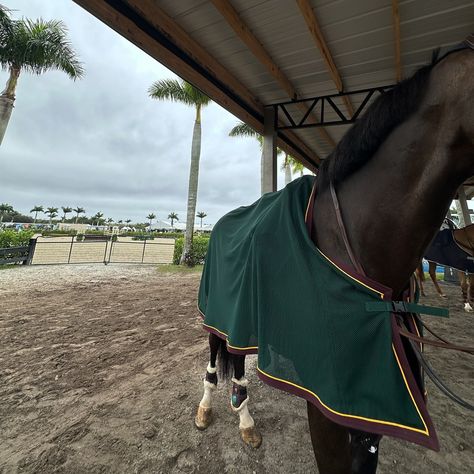 🌴🐴 . #monksdiaradosboy #lsf #lionsharefarm #teamlionshare #blueeyedhorse #rideforacause #horsegirl #nyc #fashionschool #equestrian #lemieuxproductsofficial #lovelemieux #wellington #wellingtonfl #wef #florida #westpalmbeach Wef Horse Show, Wellington Florida, Warmblood Horses, Horse Show, West Palm Beach, Horse Girl, Show Horses, Wellington, Equestrian