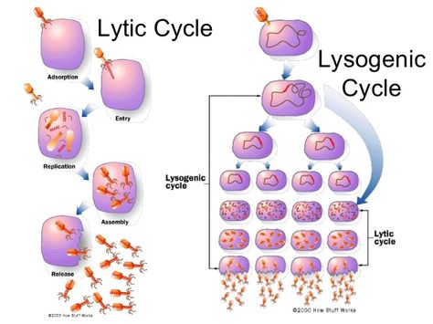 Lytic Cycle And Lysogenic Cycle, Lysogenic Cycle, A Level Biology, Study Biology, Medical Facts, Secondary Science, Study Help, Medical School Essentials, Teaching Biology