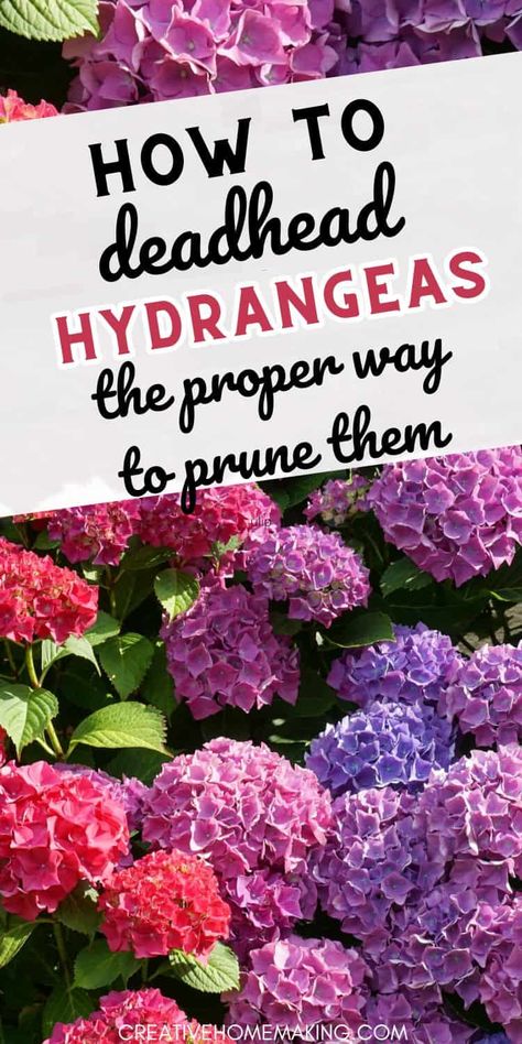 Uncover the secrets of successful hydrangea deadheading and enjoy a flourishing and healthy garden with our easy-to-follow instructions. How To Deadhead A Hydrangea, Growing Hydrangeas From Clippings, How To Deadhead Hydrangeas, How To Trim Hydrangea Bushes, Hydrangea And Hostas Landscaping, Baking Soda For Hydrangeas, Deadheading Hydrangeas, Hydrangea Landscaping Front Yards, Where To Plant Hydrangeas