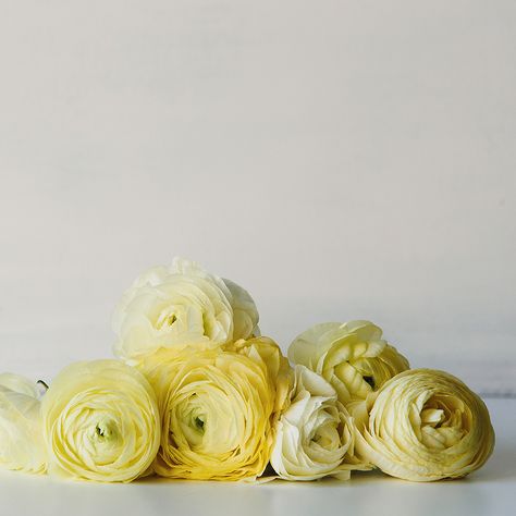 All the Pretty Flowers... Yellow Ranunculus, Persian Buttercup, Arte Floral, Ranunculus, Mellow Yellow, Shades Of Yellow, Beautiful Blooms, Love Flowers, My Flower