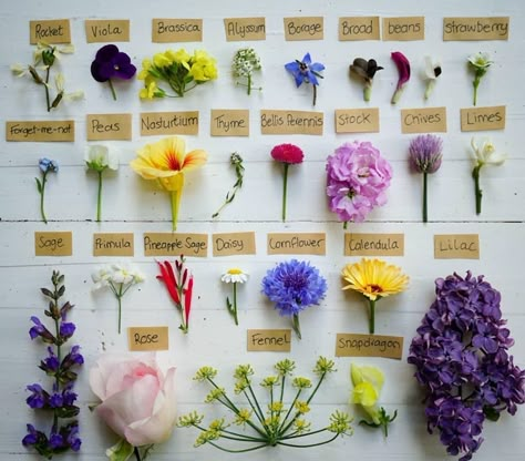 Flower List, Edible Flower Garden, Edible Flowers Recipes, Violet Garden, Flower Types, Garden Tags, Pineapple Sage, Lilac Roses, Flower Cookies