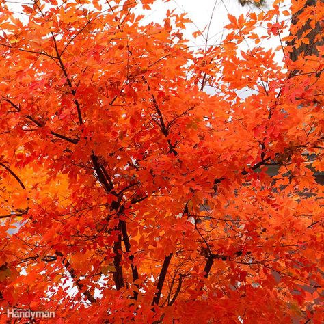 Front Yard Trees, Paperbark Maple, Acer Griseum, Flowering Crabapple Tree, Yard Trees, Georgia Garden, Fast Growing Shade Trees, Flowering Crabapple, Fall Color Trees