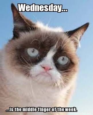 Grumpy Cat Wednesday Grumpy Cat Meme, Grumpy Cat Quotes, Cat Humor, Grumpy Cat Humor, Animals Funny, Funny Animal Jokes, Memes Humor, Cat Quotes, Funny Cat Memes