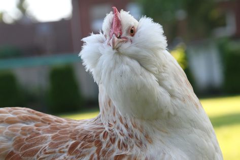 Golden Comet Chicken, Salmon Faverolle, Wyandotte Chicken, Laying Chickens Breeds, Chickens For Sale, Raising Chicken, Egg Laying Chickens, Laying Hens, Chicken Chick