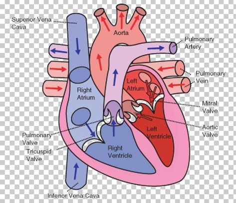 Circulatory System Diagram, Heart Circulatory System, Heart System, Anatomy Stickers, Body Png, Human Circulatory System, Projects Science, Medical Assistant Student, Heart Diagram