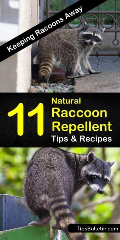 Keeping Racoons Away - 11 Natural Raccoon Repellent Tips and Recipes Keep Raccoons Out Of Garden, Raccoon Deterrent How To Get Rid, Get Rid Of Raccoons In Yard, How To Deter Raccoons, How To Get Rid Of Raccoons In Your Yard, How To Get Rid Of Raccoons, Raccoon Deterrent, Raccoon Repellent, Getting Rid Of Raccoons