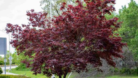 Bloodgood Japanese Maple Tree: A Guide to Planting And Care Tree In Container, Bloodgood Maple, Bloodgood Japanese Maple, Lawn Pests, Orchard Tree, Compost Soil, Planting Guide, Garden Calendar, Japanese Maple Tree