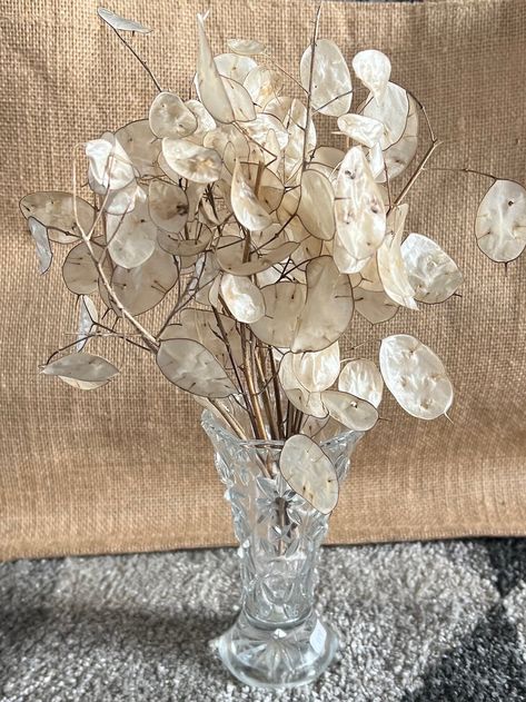 Dried Honesty, Honesty Plant, Silver Dollar Plant, Dollar Plant, Biennial Plants, Money Plant, Wreath Making, Language Of Flowers, Plant Stem