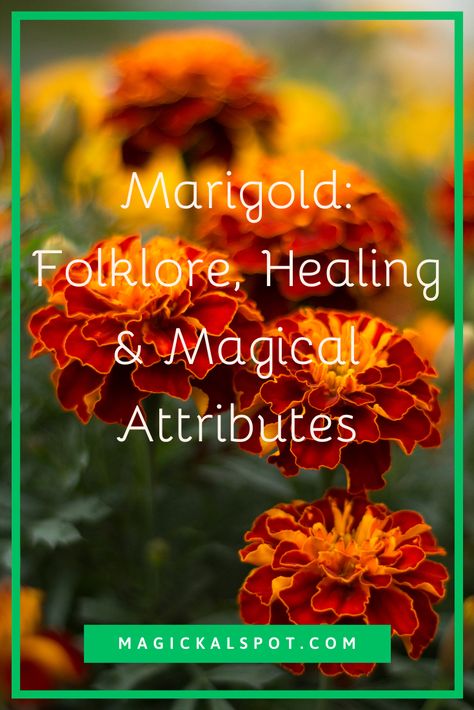 Marigold Benefits Health, Marigold Medicinal Uses, Morning Glory Magical Properties, Uses For Marigolds, Marigold Witchcraft, Marigold Magical Properties, Mexican Mint Marigold, Marigold Salve Recipe, How To Dry Marigold Flowers