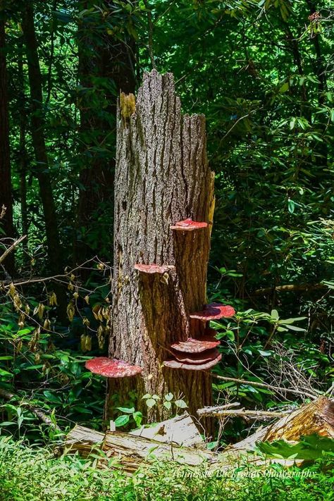 Saw this stump with mushrooms and thought it looked like something a fairy would live in. Log With Mushrooms, Tree Stump With Mushrooms, Tree Stump Mushroom, Stump With Mushrooms, Mushroom Logs, Woodland Mural, Book Concept, Air Clay, Dark Home Decor