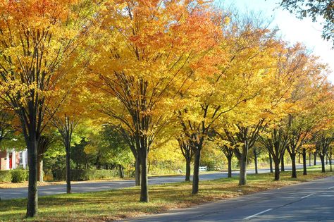 Japanese Zelkovas on Blue Hills Parkway | Elm relative with … | Flickr Short Trees, Tree Lined Driveway, Street Trees, Japanese Maple Tree, Specimen Trees, Tree Nursery, Blue Hill, Garden Shrubs, Zone 5