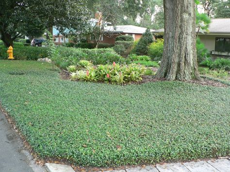 Ground Cover Shade, Garden Sitting Areas, Shade Landscaping, Landscaping Trees, Florida Landscaping, Privacy Landscaping, Landscaping Inspiration, Low Maintenance Landscaping, Fence Landscaping