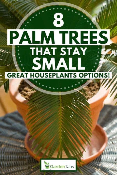 8 Palm Trees That Stay Small [Great Houseplants Options!] - Garden Tabs Palm Trees In Pots Outdoors, Palm Tree Types, Potted Palm Trees, Miniature Palm Trees, Palm Trees Garden, Short Palm Trees, Tropical Garden Plants, Indoor Palm Trees, Mini Palm Tree