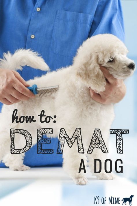 How To Demat Dog Hair, Dematting Dog Diy, Matted Dog Hair, Dog Grooming Diy, Goldendoodle Grooming, Shitzu Dogs, Dog Remedies, Dog Cover, Dog Grooming Tips