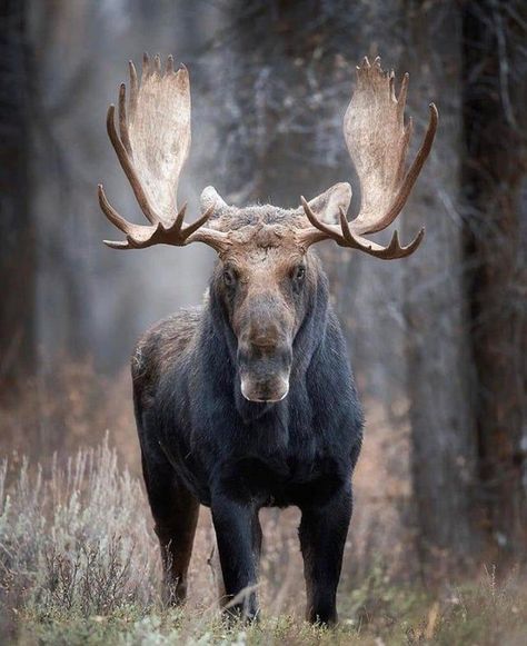 🔥 a majestic af bull moose 🔥 - NatureIsFuckingLit | Wild animals pictures, Bull moose, Wildlife animals Moose Pictures, North American Animals, Moose Deer, Wild Animals Photography, Moose Head, Eagle Painting, Bull Moose, Wild Animals Pictures, Wildlife Photographer