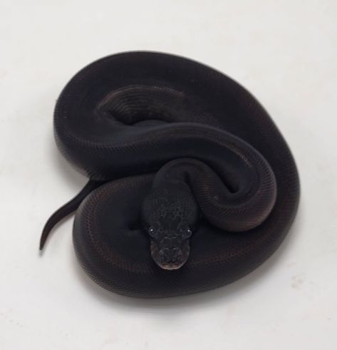 Rare Ball Python Morphs, Black Ball Python, Ball Python Tattoo, Jupiter Core, Snake Morphs, Adorable Snakes, Pied Ball Python, Python Royal, Dream Snake