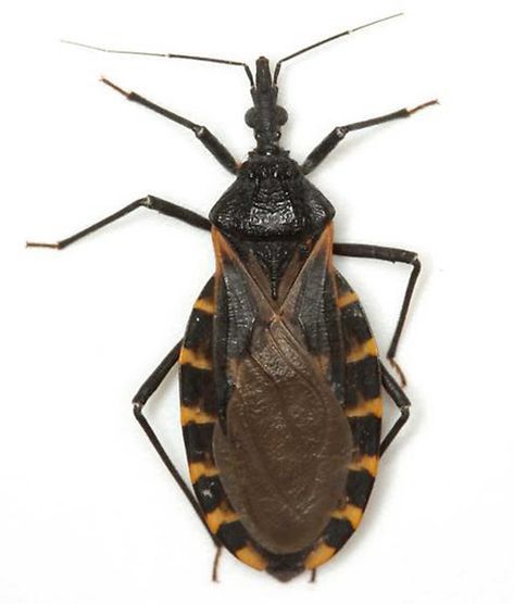 Experts say there has been an increase in the kissing bug population in Texas, potentially putting canines and humans at risk for Chagas. Kissing Bug, Bug Bites, Lavender Plant, Dog Training Collar, Dog Kennel, Pet Health, Small Pets, Bugs, Disease