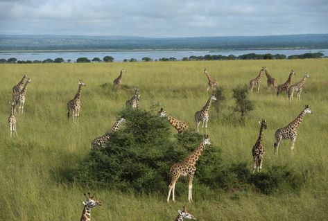 The grassland biome is made up of large open areas of grasses. They are maintained by grazing animals and frequent fires. Types of grasslands include savannas and temperate grasslands. Grassland Biome, Savanna Grassland, Lion Africa, Joel Sartore, Wildland Fire, Safari Tour, Biome, Game Reserve, African Elephant