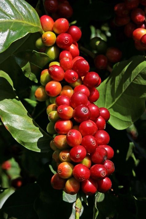 Coffee Bean Tree, Coffee Beans Photography, Guatemala Coffee, Healthy Fruits And Vegetables, Coffee Artwork, Coffee Board, Coffee Box, Coffee Tree, Coffee Farm