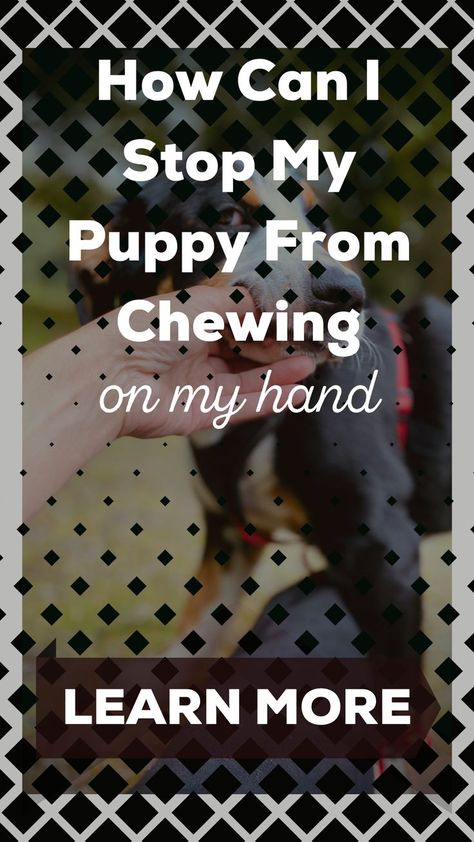 dog chewing stop | dog chews | chew toys for puppies Chew Toys For Puppies, Toys For Puppies, Doxie Puppies, Puppy Obedience Training, Puppy Chew Toys, Puppy Chewing, Leash Training, Puppy Training Tips, My Puppy