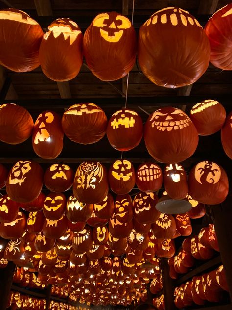 hanging pumpkins Halloween inspo Jackolantern Aesthetic, Hanging Pumpkins, Halloween Photo, Halloween Time, Halloween Inspo, Halloween Aesthetic, Halloween Photos, Photo Inspo, Jack O Lantern