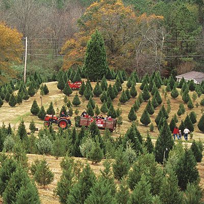 Reindeer Farm, Farm Dream, Maple Shade, Christmas Tree Lots, Fun Christmas Activities, Farm Business, Christmas Farm, Farmhouse Christmas Tree, Pumpkin Farm