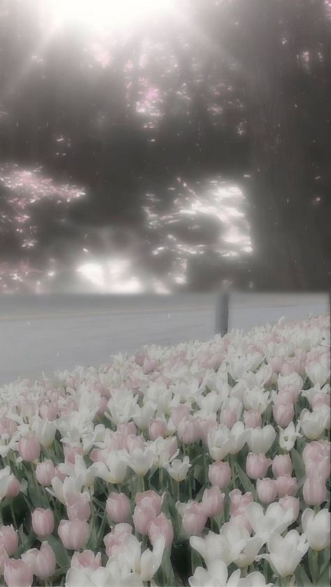 Chat Background, Soft Pink Theme, Cocoppa Wallpaper, Angel Aesthetic, Aesthetic White, Nothing But Flowers, Pfp Aesthetic, Pretty Landscapes, Flower Therapy