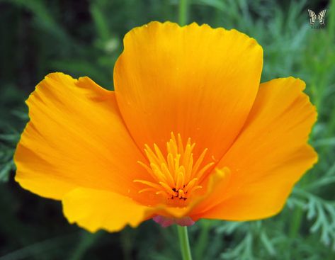 Garden Island Ideas, California Golden Poppy, Flower Widget, California Poppy Flower, Growing Poppies, Floral Sketches, Garden From Scratch, Golden Poppy, Poppy Photo