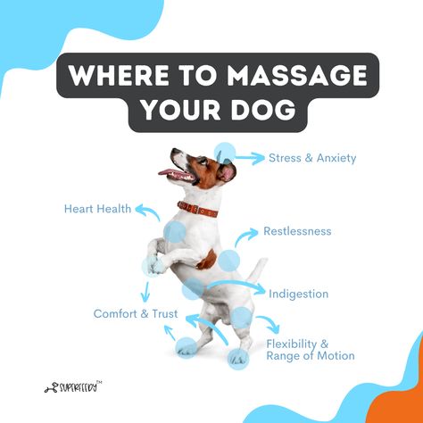 How To Massage A Dog, Dog Massage Points, Dog Massage Therapy, How To Give Your Dog A Massage, Massage For Dogs, Dog Massage How To, Dog Massage Techniques, Dog Massage, Foods Dogs Can Eat