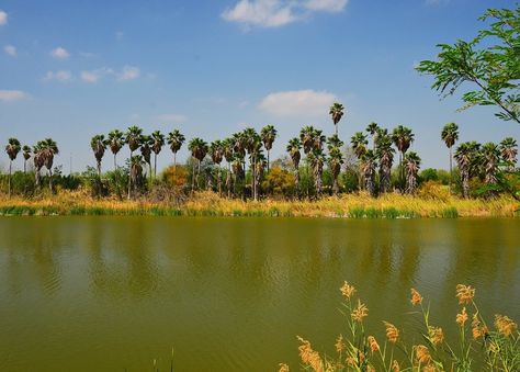 30 Clear Signs You're From The Rio Grande Valley Book Locations, Friday Night Football, Rio Grande Valley, Meeting Someone New, South Padre Island, Winter Bird, Red Fish, Mexico Travel, The Palm